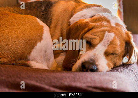 Beagle ein Nickerchen auf einem weichen Bett Stockfoto