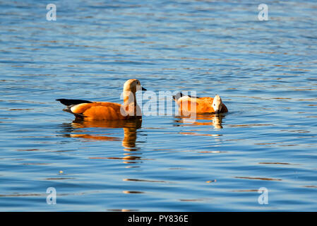 Paar Ruddy Brandgänse Tadorna ferruginea oder Schwimmen in einem See Stockfoto