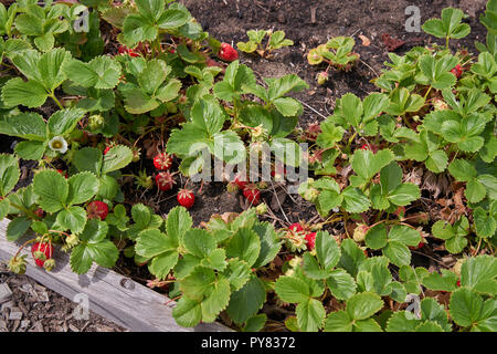 Reife Erdbeeren auf der Rebe. Ein Schuß von reifen roten Erdbeeren reif für die Ernte. Stockfoto