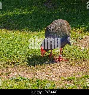 Takahe, gefährdete Vogel Neuseelands Insel Maud Stockfoto