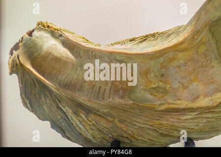 Riesige Pazifische Auster (Crassostrea gigas) fossilen für Bildung. Crassostrea gigas ist allgemein als Pazifische Auster, Japanische Auster oder Miyagi Oyster bekannt Stockfoto