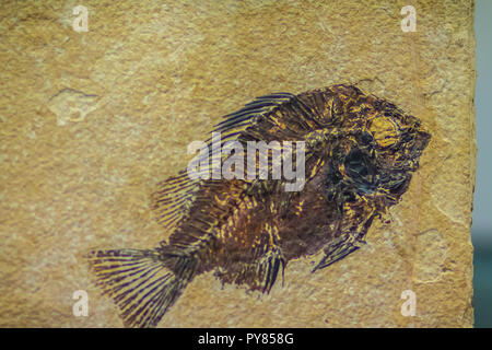 Priscacara Fossile Fische zum Verkauf. Priscacara ist eine ausgestorbene Gattung der Barsch aus dem Mittleren Eozän. Es ist von einem SUNFISH - wie Körper und seine St gekennzeichnet Stockfoto