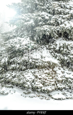 Eine Tanne mit schweren Schnee auf es mit den Zweigen belastet zu werden. Stockfoto