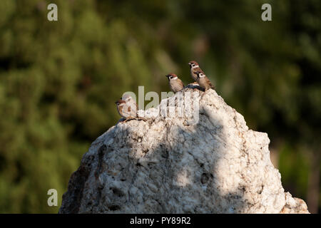 Fünf eurasischen Baum Spatzen (Passer montanus) aus Vögel auf Stein, Taichung, Taiwan Stockfoto