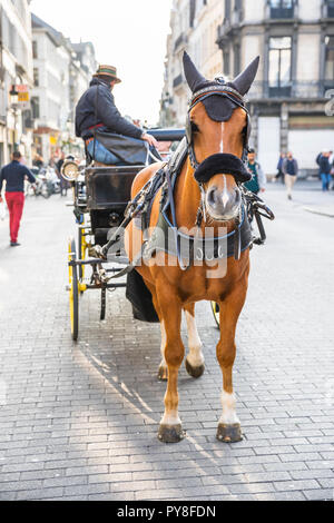 Pferdekutsche in den Straßen von Brüssel Stockfoto