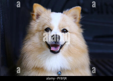 Deutscher Zwergspitz Chihuahua Mix Hund mit braunen Sarawasi stehen wir freuen uns. Stockfoto