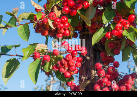 Malus X robusta "Red Sentinel" Stockfoto