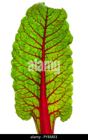 Rhabarber Mangold Blatt. Mangold Beta vulgaris Stockfoto