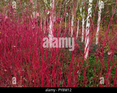 Himalayan Birken Betula utilis var jacquemontii und Rote Zweig Hartriegel Cornus pumila Mitte Oktober Stockfoto