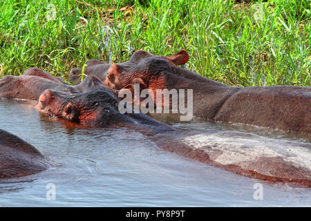 Zwei massive Flusspferde, von hinten, teilweise aus dem Wasser direkt neben dem grasbewachsenen Ufer gesehen. Stockfoto