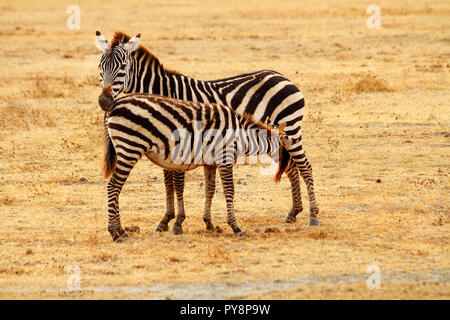 Eine Mutter zebra steht auf dem Serengeti während ihre Babys von ihr. Stockfoto