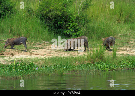 Ein Trio der Warzenschweine Knien zu Streifen entlang des Nils im Murchison Falls National Park in Uganda. Stockfoto