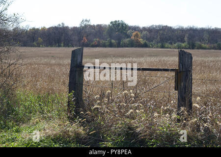 Nahaufnahme eines alten verwitterten Zaun Tor in einem Herbst Bereich der hohe weiße Brache Getreide an einem sonnigen Tag Stockfoto