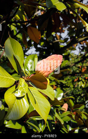 MAGNOLIA GRANDIFLORA SAMUEL SOMMER. BULL BAY Stockfoto