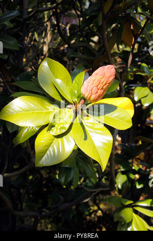 MAGNOLIA GRANDIFLORA SAMUEL SOMMER. BULL BAY Stockfoto