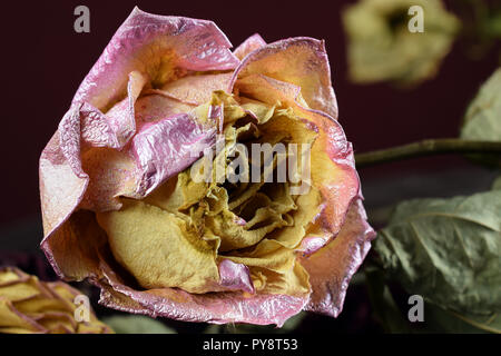 Verblühen rosa gelb rose Nahaufnahme Stockfoto