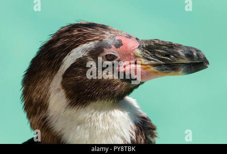 Nahaufnahme Kopf Porträt einer humbolt Pinguin im Cotswold Wildlife Park in Oxfordshire, England, Großbritannien Stockfoto