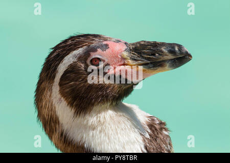 Nahaufnahme Kopf Porträt einer humbolt Pinguin im Cotswold Wildlife Park in Oxfordshire, England, Großbritannien Stockfoto