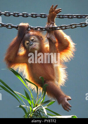 Orang Utan ist Spaß und Spielen auf dem Spielplatz Stockfoto