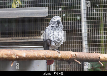 Vogel, Tier und Zoo Konzept - Graupapagei sitzen auf einem Ast Stockfoto