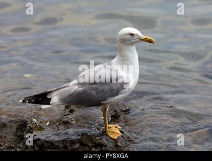 Möwe steht auf einem Felsen im Meer in Opatija, Kroatien Stockfoto