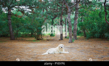 Super Hund golden retriever Buddy entspannt auf dem Boden im Park Stockfoto