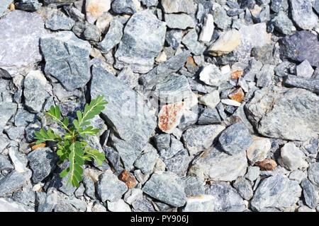 Ein Wachstum des Rasens auf bunten Schotter Stockfoto