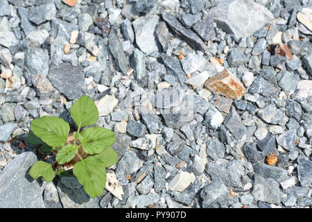 Graswuchs auf bunten Schotter Stockfoto