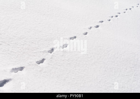 Fox Fuß Tierspuren im Schnee Stockfoto