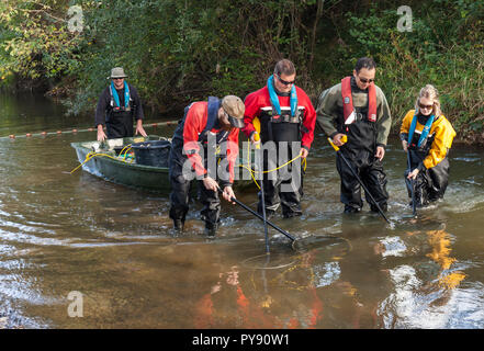 Umwelt Agentur Team Elektrofischerei den Fluss Medway zu probieren, die Fischbestände und die Daten über die Gesundheit des Flusses sammeln. Stockfoto