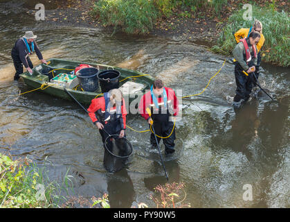 Umwelt Agentur Team Elektrofischerei den Fluss Medway zu probieren, die Fischbestände und die Daten über die Gesundheit des Flusses sammeln. Stockfoto