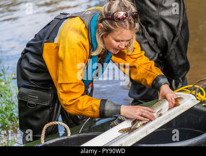 Umwelt Agentur Team Elektrofischerei den Fluss Medway zu probieren, die Fischbestände und die Daten über die Gesundheit des Flusses sammeln. Stockfoto