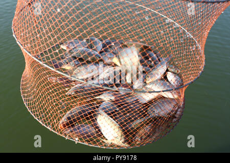 Gefangen Tilapia Fische im Netzbeutel Stockfoto