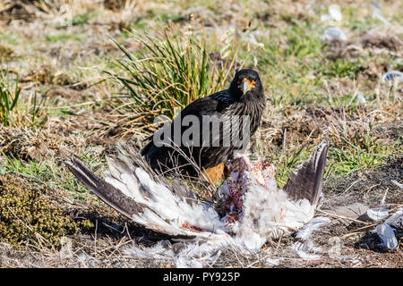 Südlicher Karakara mit einem Schlachtkörper in trostlosen Insel in den Falklandinseln Stockfoto