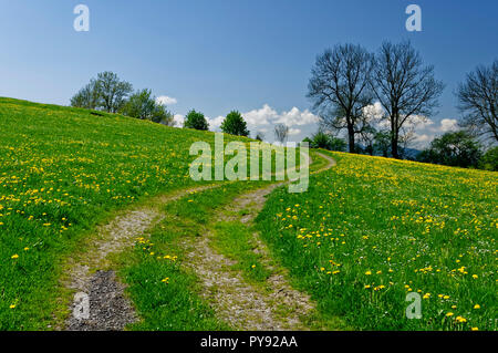Weg zwischen Wiesen bei Leibersberg (Gemeinde Riegsee) im Oberland, Landkreis Garmisch-Partenkirchen, Oberbayern, Deutschland Stockfoto