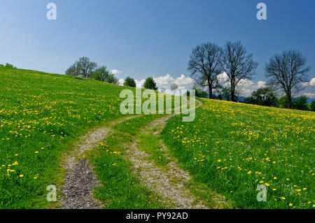 Weg zwischen Wiesen bei Leibersberg (Gemeinde Riegsee) im Oberland, Landkreis Garmisch-Partenkirchen, Oberbayern, Deutschland Stockfoto