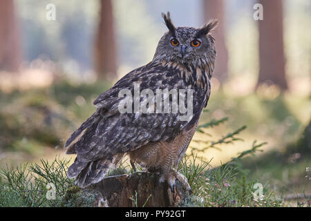 Bubo bubo, Eurasischer Uhu, Vogel, Vogel, Eurasien Uhu, Eule, Eule, Wald, Holz, Stockfoto