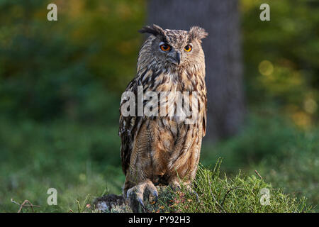 Bubo bubo, Eurasischer Uhu, Vogel, Vogel, Eurasien Uhu, Eule, Eule, Wald, Holz, Stockfoto