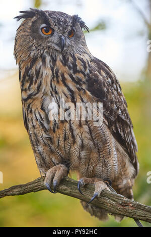 Bubo bubo, Eurasischer Uhu, Vogel, Vogel, Eurasien Uhu, Eule, Eule, Wald, Holz, Stockfoto