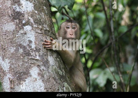 Ein macaque Affen auf einen Baum in Borneo Stockfoto