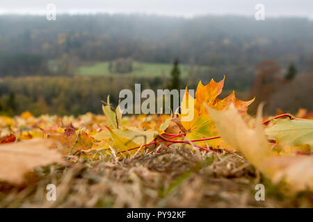 Herbst Ahorn Blätter in Sigulda, Lettland. Mapple Baum hat gelappten Blätter und bunten Herbst Laub. Stockfoto