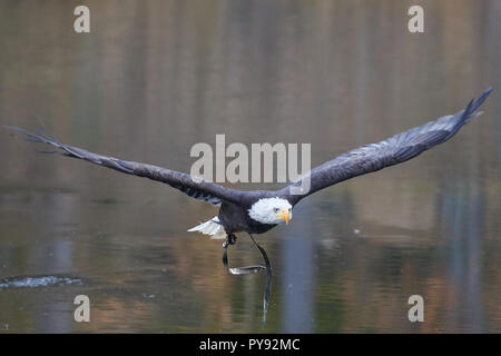 Weisskopf-Seeadler, Weisskopfseeadler, Weißkopfseeadler, Haliaeetus leucocephalus, Vogel, Vogel, Stockfoto