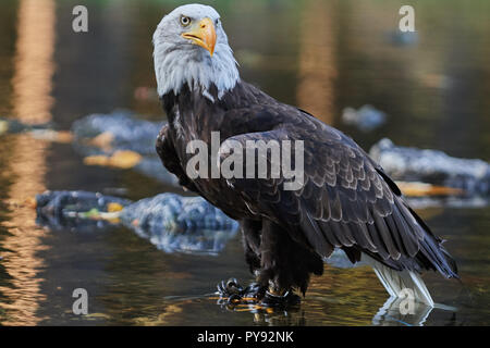 Weisskopf-Seeadler, Weisskopfseeadler, Weißkopfseeadler, Haliaeetus leucocephalus, Vogel, Vogel, Stockfoto