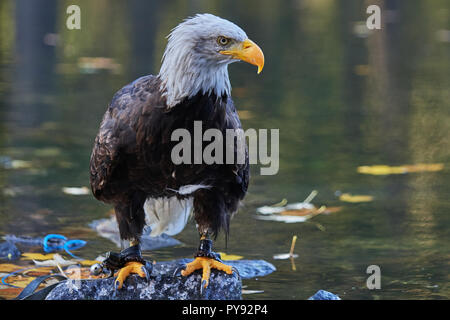 Weisskopf-Seeadler, Weisskopfseeadler, Weißkopfseeadler, Haliaeetus leucocephalus, Vogel, Vogel, Stockfoto