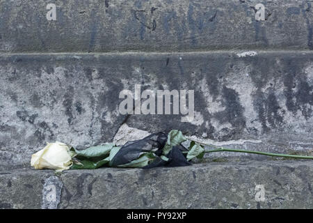 Eine blasse weiße Blüte einer Rose mit schwarzer Schleife als Symbol der Trauer. Stockfoto
