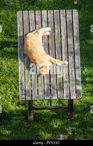 Eine Katze liegt in der Sonne auf einem Holz Garten Tisch Stockfoto