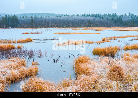 Blick auf den zugefrorenen See mit einem trockenen gelben Gras und den Wald auf einem Hintergrund Ende Herbst Tag Stockfoto