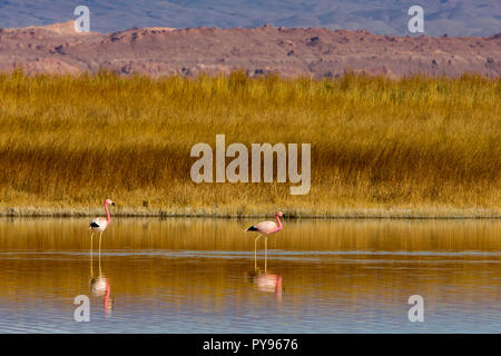 Anden flamingo im flachen Seen an der Laguna Cejar in der Nähe von San Pedro de Atacama, Chile Stockfoto