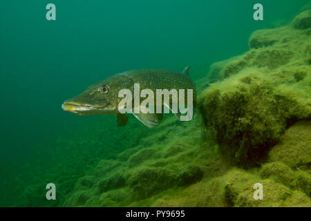 Nach Hecht in einem ehemaligen Steinbruch in Leicestershire Stockfoto