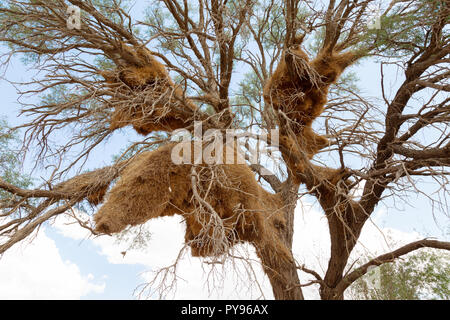 Das große Vogelnest des geselligen Weaver-Vogels, Philetairus socius, auch bekannt als der Social Weaver-Vogel, Namibia Africa Stockfoto